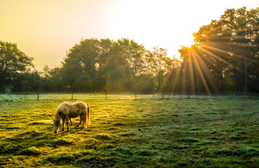 Ein Pferd wird von den Sonnenstrahlen an einem herbstlichen Morgen angeschienen