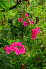 Phlox paniculé rose (Phlox paniculata)