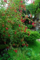 Fuchsia de Magellan en fleurs (Fuchsia magellanica)