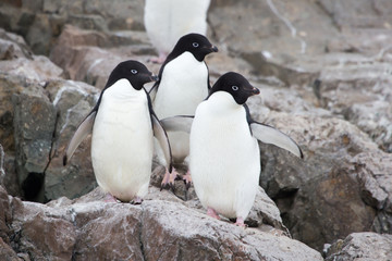 Obraz premium Three Adelie Penguins