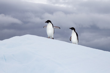 Two Adelie Penguins on an Iceberg