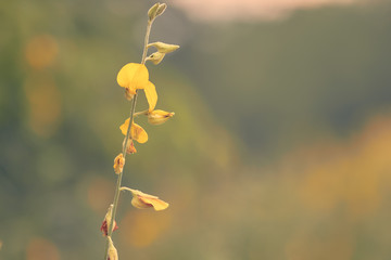 Yellow flower with vintage image style