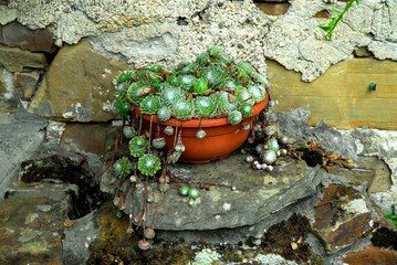 Pot de plantes succulentes sur une dalle en pierre