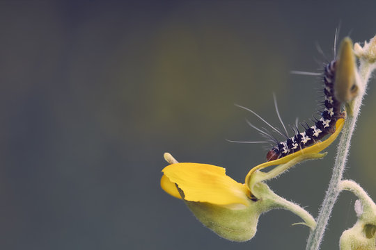 Caterpillar on yellow flower