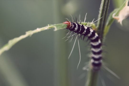 Caterpillar eating leaf