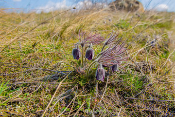 Lumbago, sleep-grass