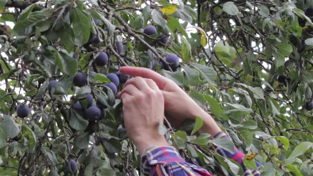 plum picking/A farmer in a garden collects a plum harvest