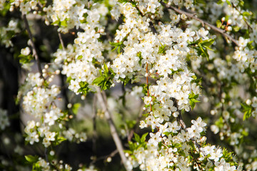 Detail of blossom cherry tree