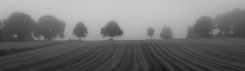 Black and White panorama picture of tree line in Sweden. 