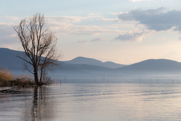 View of a lake at golden hour, with a tree reflecting on water