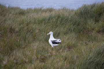 Fototapeta premium A wandering Albatross rests at Prion Island, South Georgia.