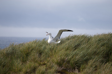 A Wandering Albatross stretches its wings at Prion Island, South Georgia.