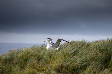 A Wandering Albatross stretches its wings at Prion Island, South Georgia.