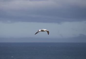 Fototapeta na wymiar A Wandering Albatross at Prion Island, South Georgia.