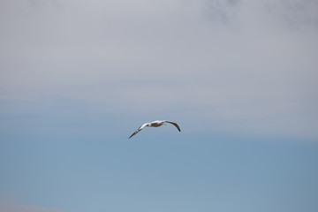 Fototapeta na wymiar A Wandering Albatross at Prion Island, South Georgia.