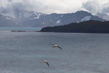 Fototapeta na wymiar Two wandering Albatross in flight in South Georgia