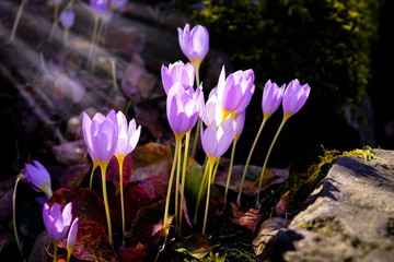 beautiful purple flowers under sunbeams