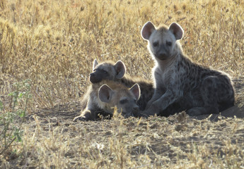 Hyena babies outside their den in morning