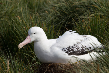 A breeding wandering albatross at Prion Island, South Georgia.