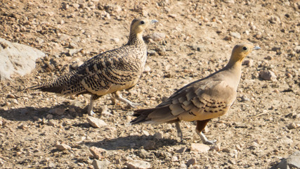 Black bellied sand grouse moving to water hole