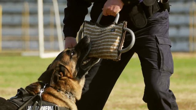 Gendarmerie dog during a training exercise