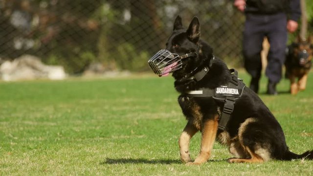 Gendarmerie dog during a training exercise