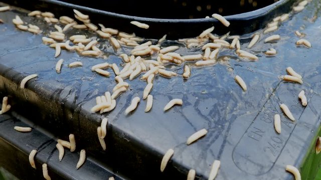 Dozens of maggots (fly larvae) crawling to make their escape from a black plastic food waste bin in summer.