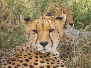 Vigilance Mother Cheetah resting in a shadow of a tree 