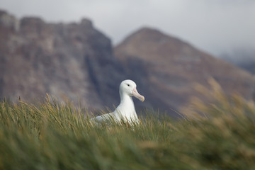 Fototapeta premium A breeding wandering albatross at Prion Island, South Georgia.