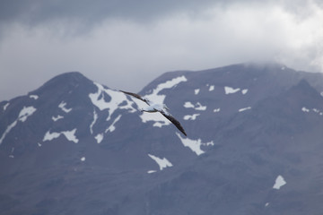 A wandering albatross in flight at Prion Island, South Georgia