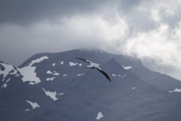 A wandering albatross in flight at Prion Island, South Georgia