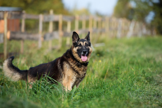 old german shepherd dog posing outdoors