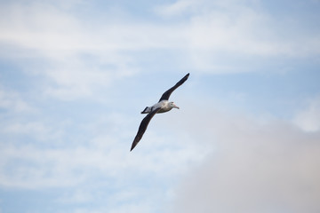 Obraz premium A wandering albatross in flight at Prion Island, South Georgia