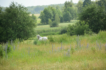 White horse in the nature