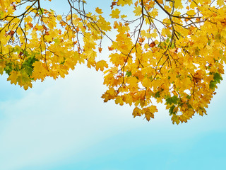 Autumn leaves with the blue sky