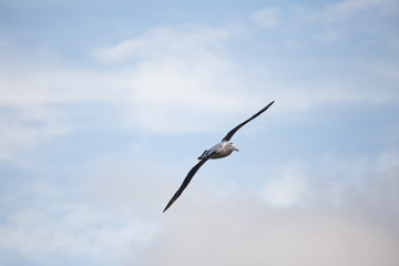 A wandering albatross in flight at Prion Island, South Georgia