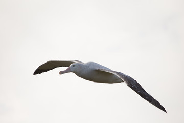 A wandering albatross in flight at Prion Island, South Georgia