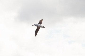 Obraz premium A wandering albatross in flight at Prion Island, South Georgia