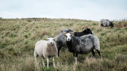 Sheep grazing on the North Sea coast