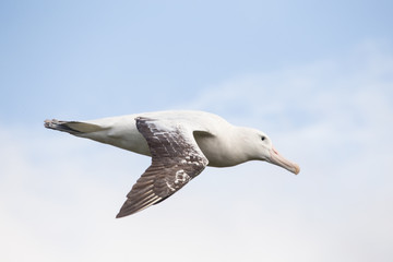 Close up of a wandering Albatross in flight