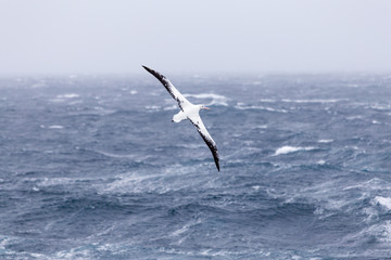 A wandering albatross at sea.