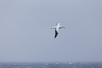 Fototapeta na wymiar A wandering albatross at sea.