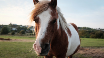 Pony at Sunset near Denmark coast