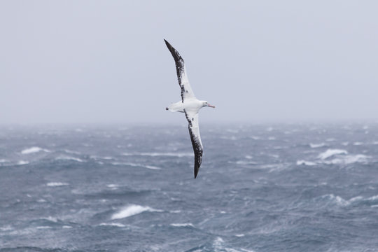 A wandering albatross at sea.
