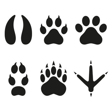 traces of animals on a white background