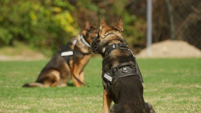Gendarmerie dogs during a training exercise