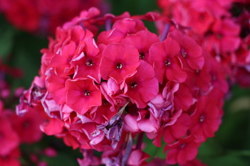 garden phlox, red riding hood