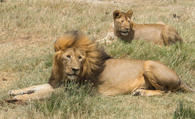 Lion and Lioness looking cozily 