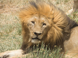 Lion looking cozily at camera