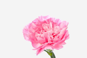 Single pink Carnation